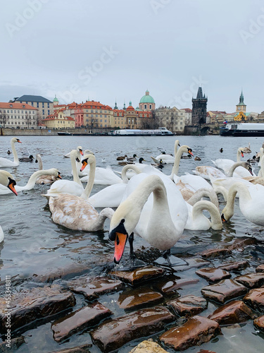 Swans play on the shore