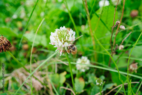 bee on a flower