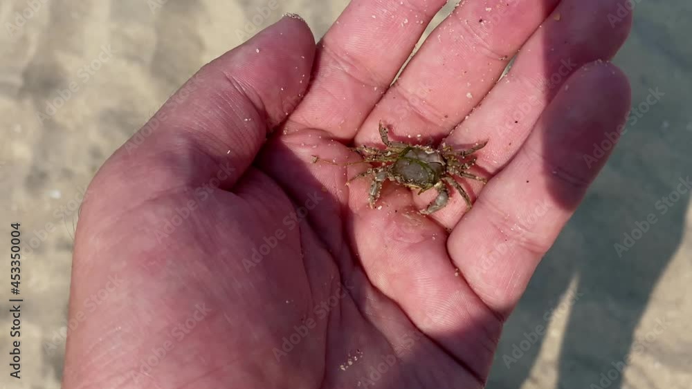 Small crab sitting on a human hand Small crab sitting on a human hand
