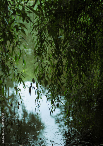 willow tree branches over the lake and their reflection in the water