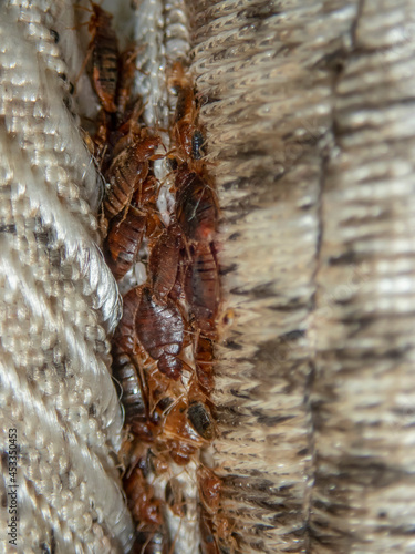 Serious bed bug infestation, bed bugs developed unnoticed on the mattress in folds and seams