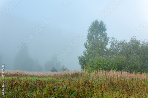 wild forest glade in the morning haze
