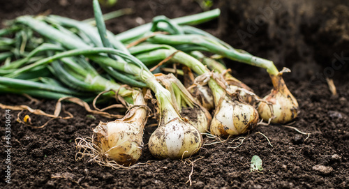 Onions grown in a home garden. Organic onions laid on the soil. © annamaria