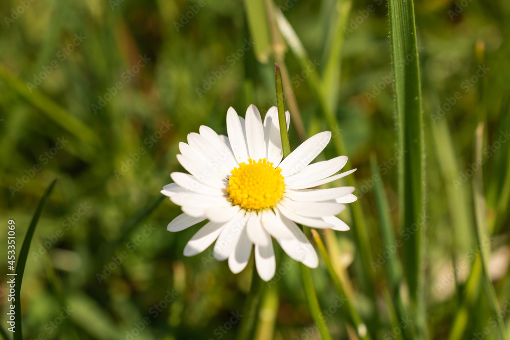 Oberriet Switzerland, April 28, 2021 Daisy flower in a meadow Oberriet Switzerland, April 28, 2021 Daisy flower in a meadow