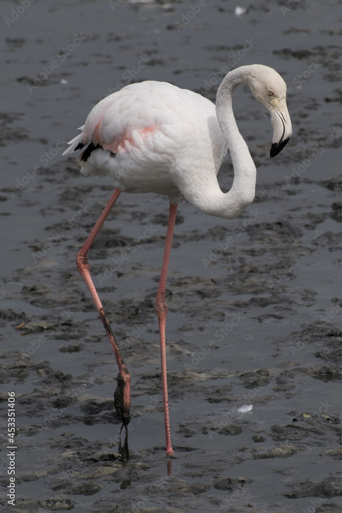 Flamingo out for a walk