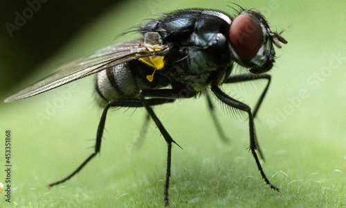 Home housefly sitting on a long green leaf close up macro shoot