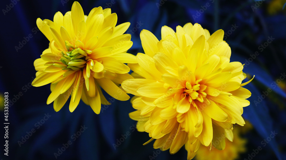 Obraz premium yellow flowers 