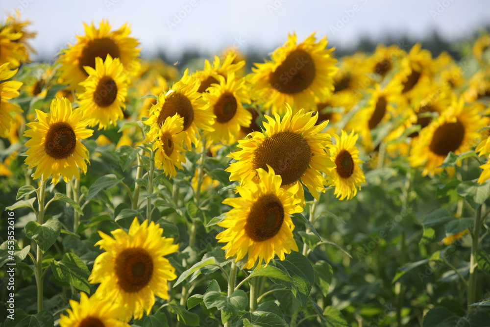 Sonnenblumenfeld Sonnenblumenfeld