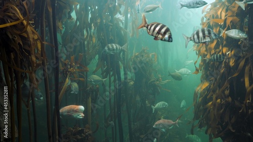 Fototapeta Naklejka Na Ścianę i Meble -  Fish Swiming with Seaweed
