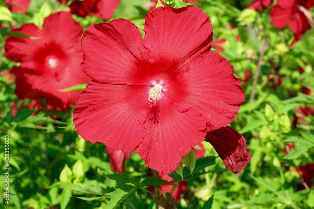 A close view of the bright red hibiscus flower.