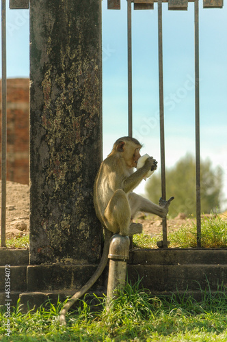 Photography Cute monkey drinks milk that he stole from tourists | Lop Buri, Thailand