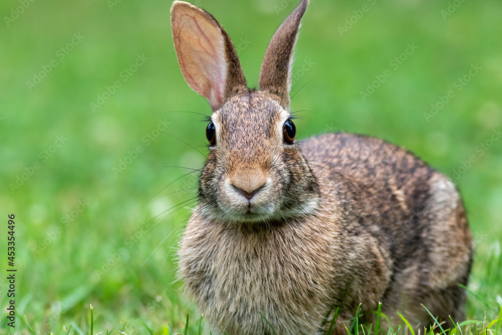 Young Eastern Cottontail Rabbit (Sylvilagus floridanus) closeup in grass soft light Young Eastern Cottontail Rabbit (Sylvilagus floridanus) closeup in grass soft light
