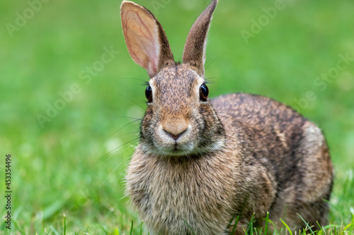 Young Eastern Cottontail Rabbit  Sylvilagus floridanus  closeup in grass soft light