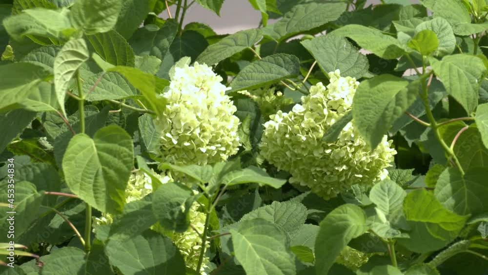 Hydrangea in the garden. Shallow depth of field. A closeup shot of light green hydrangea flowers
Hydrangea in the garden. Shallow depth of field. A closeup shot of light green hydrangea flowers