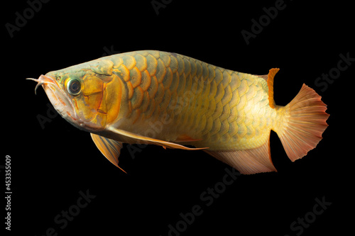 Golden Arowana Fish (Cross Back, Cross Back Golden, CBG)