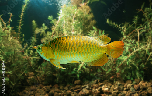 Photography Golden Asian Arowana fish swimming in planted freshwater aquarium