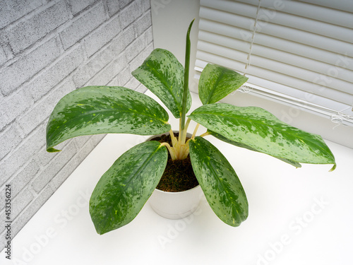 Aglaonema Silver Frost is a genus of flowering plants photo