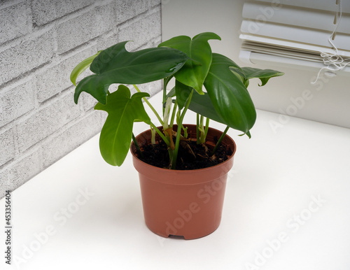 Philodendron panduriforme is a large genus of evergreen plant photo