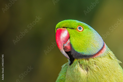 Looking up a rose ringed parrot
