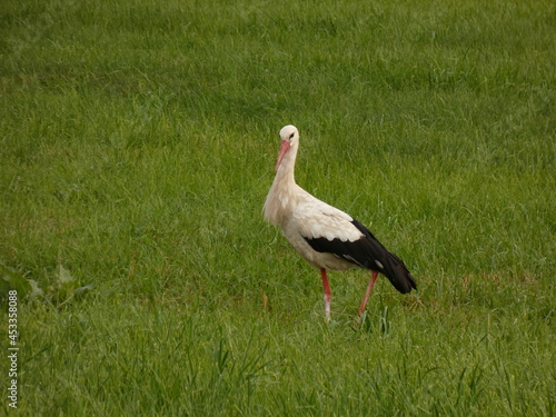 White stork (Ciconia ciconia) standing on green grass, Sianowo, Poland