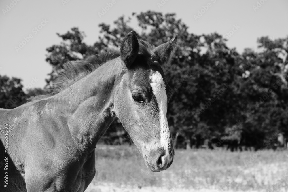 Obraz premium Baby horse shows foal in sunny summer field close up.
