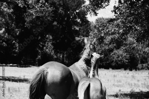 Young horse pester mare in summer field.