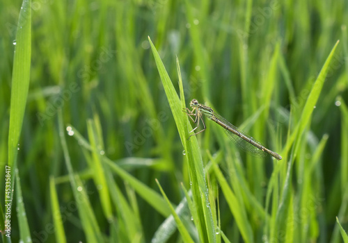 dragonfly on blade of grass macro