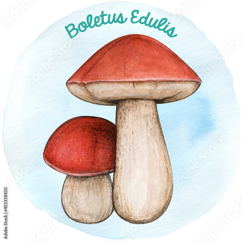 Watercoor hand drawn mushroom Boletus