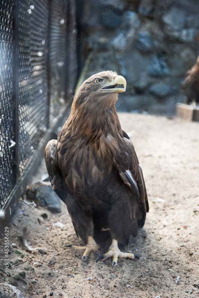 Fototapeta premium Beautiful eagle sitting at the zoo