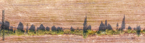Row of the trees in a field...