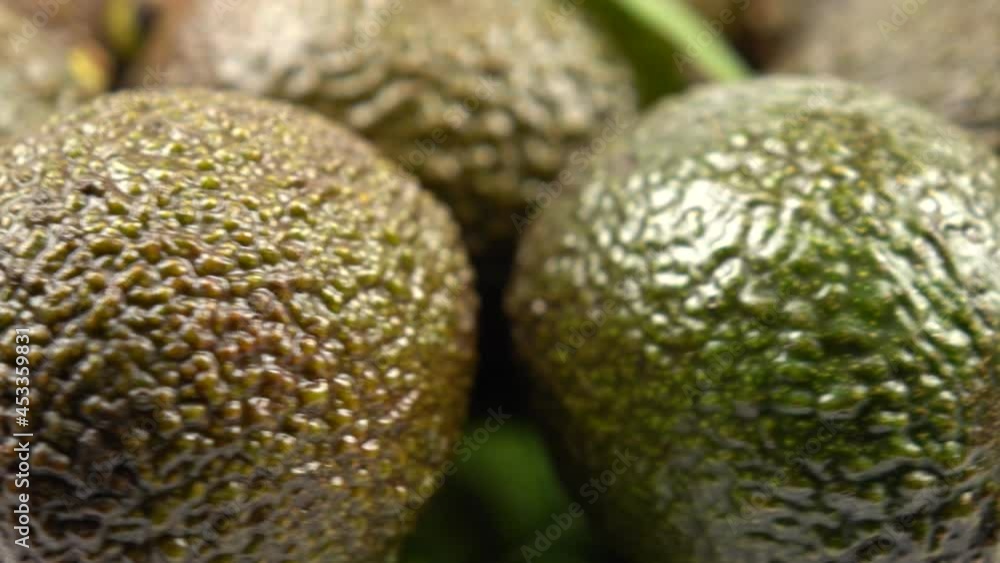 Whole ripe dark green avocado fruits and green avocado leaves, background Whole ripe dark green avocado fruits and green avocado leaves, background