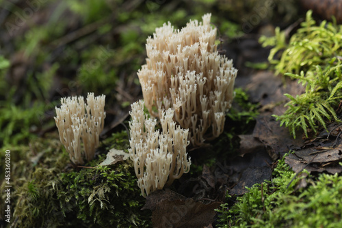 Ramaria stricta mushrooms growing in the forest. Ramaria Stricta. 