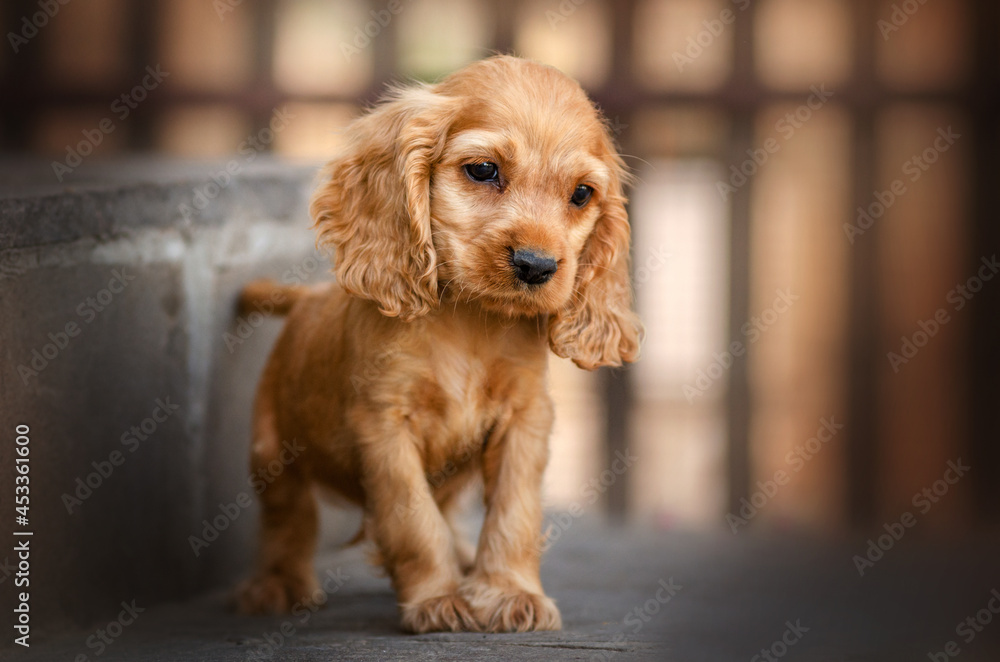 english cocker spaniel dog magical photo of little ginger puppies beautiful light
