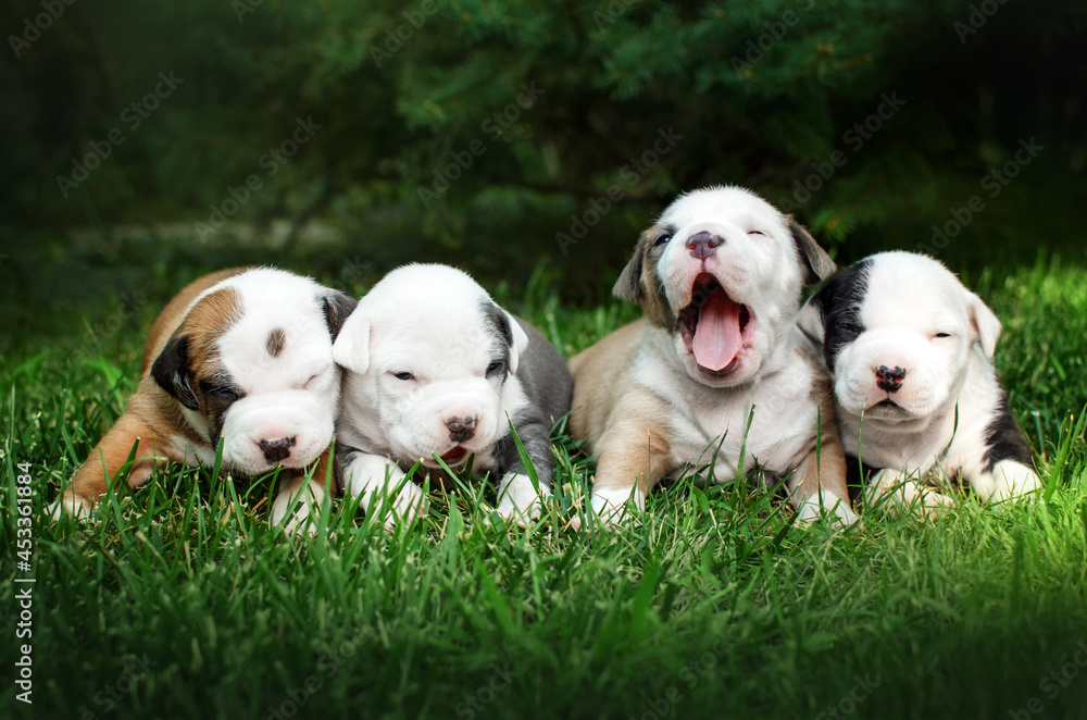 american staffordshire terrier cute puppies pet first photo session summer photos of newborn puppies
