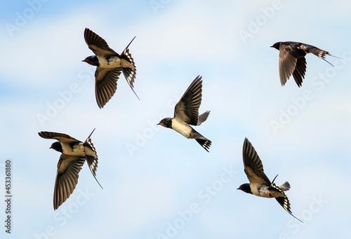set of birds village swallows fly high against the blue sky