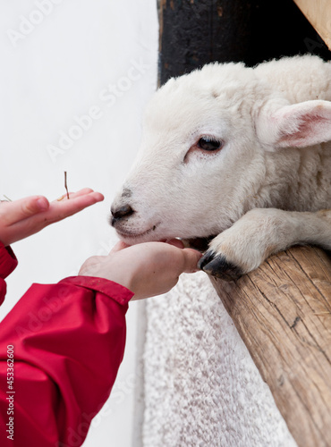 Baby Lamb being fed by child at a petting farm