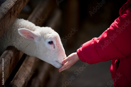 Baby Lamb being fed by child at a petting farm