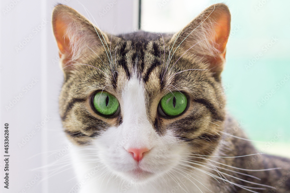Portrait close-up of domestic striped cat with green eyes