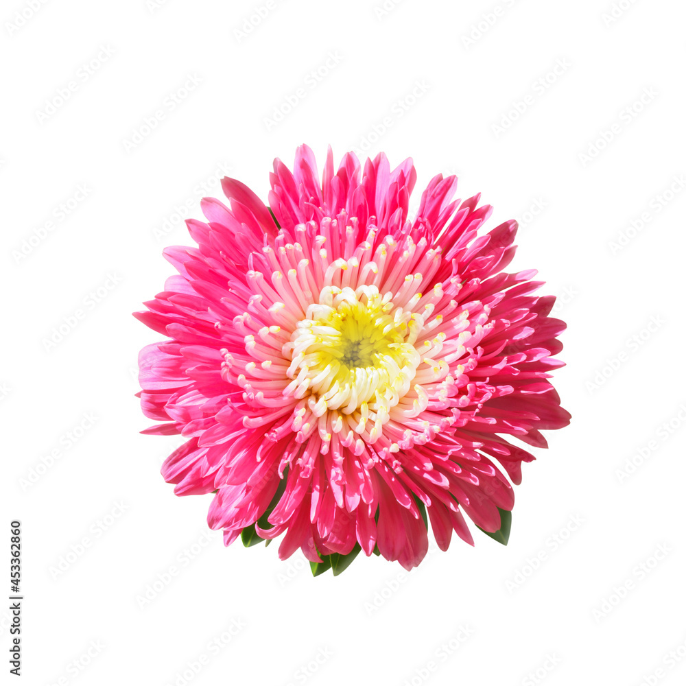 Pink with yellow aster on a white