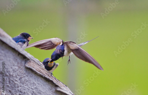 Swallow Feeding the young