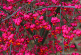 Euonymus - pink and orange decorative autumn berry