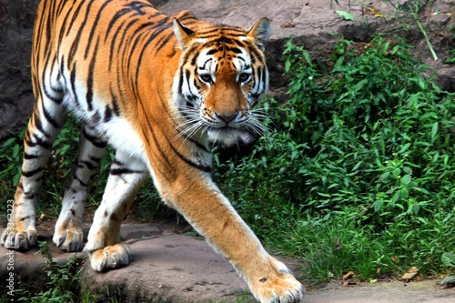 A walking tiger