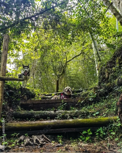 pets enjoying the forest