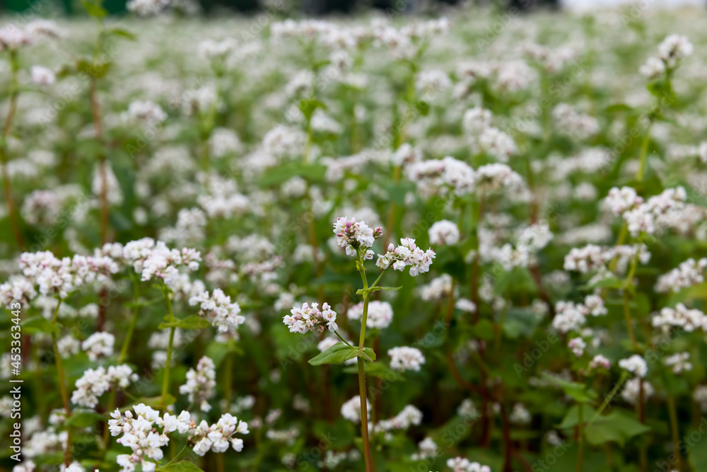 white buckwheat flowers during flowering white buckwheat flowers during flowering