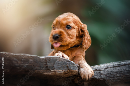 english cocker spaniel cute little puppy photo 