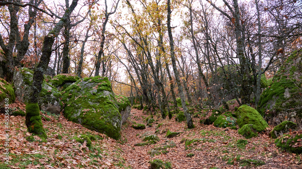 Autumn, moss and leaves. autumnal colors Autumn, moss and leaves. autumnal colors
