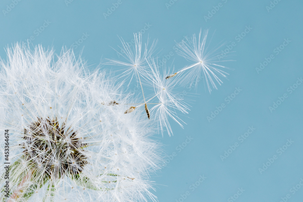 Fototapeta premium Macro dandelion at blue background. Freedom to Wish.