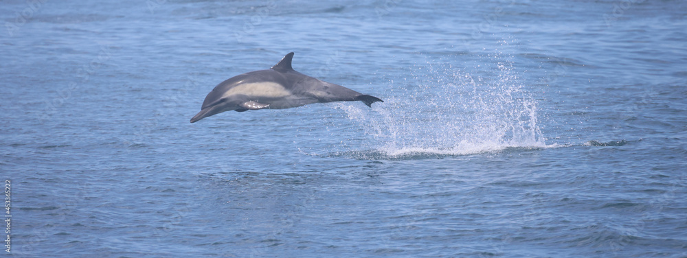 Fototapeta premium dolphin jumping out of water, common dolphin, California Coat 