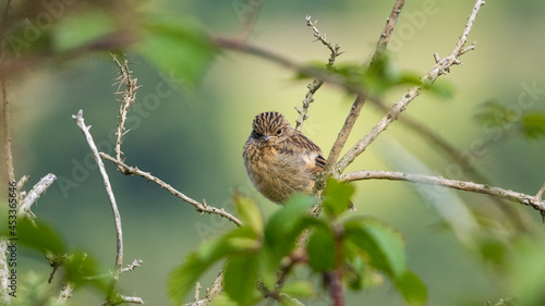 An angry juvenile stonechat