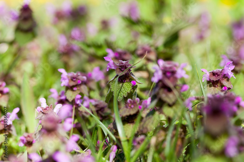 nettle blooming in the spring season